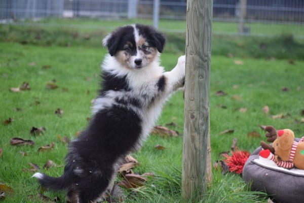 Australische herdershond (reu) 05845