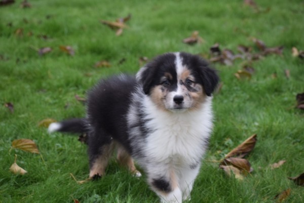 Australische herdershond (reu) 05845