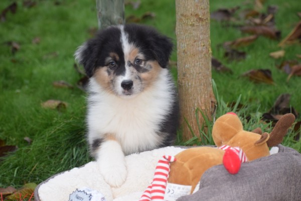 Australische herdershond (reu) 05845