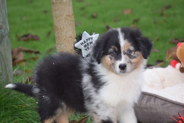 Australische herdershond (reu) 05845