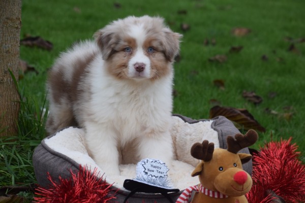 Australische herdershond (reu) 05821