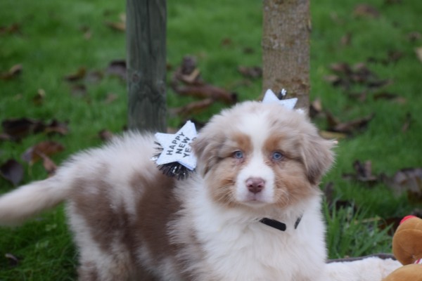 Australische herdershond (reu) 05821