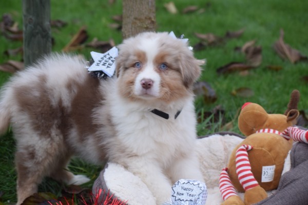 Australische herdershond (reu) 05821