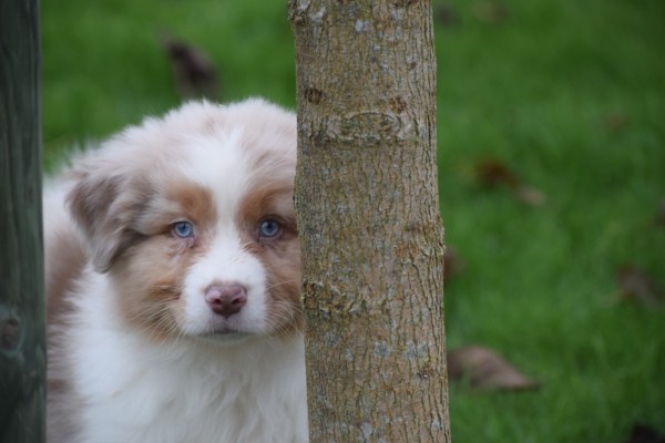 Australische herdershond (reu) 05821