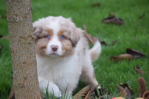 Australische herdershond (reu) 05821