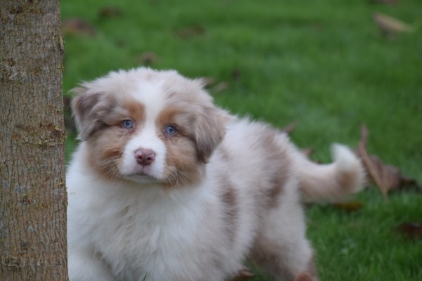 Australische herdershond (reu) 05821