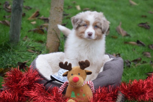 Australische herdershond (reu) 05821