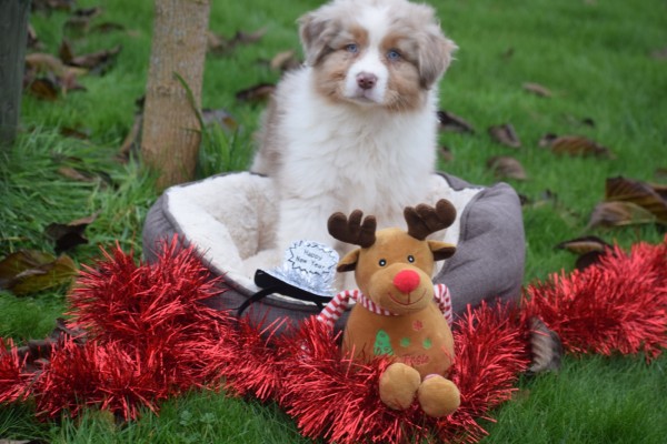 Australische herdershond (reu) 05821