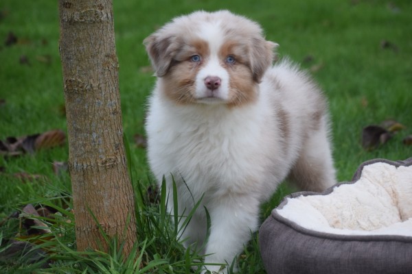 Australische herdershond (reu) 05821