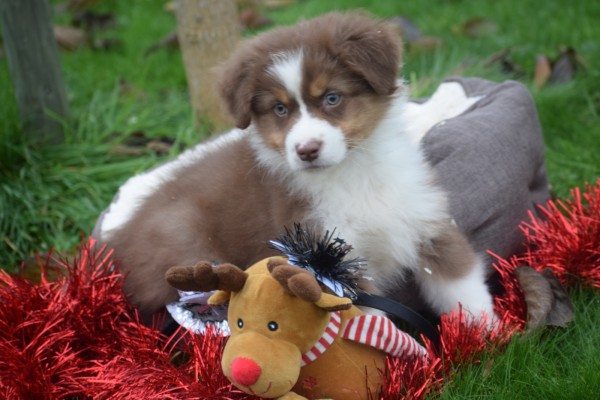 Australische herdershond (reu) 05830