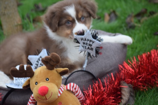 Australische herdershond (reu) 05830