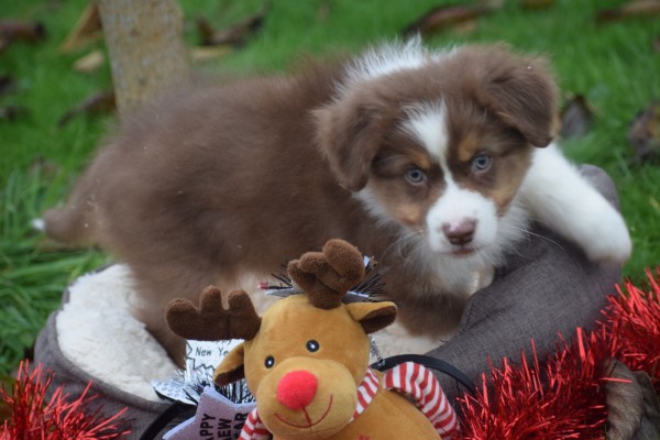 Australische herdershond (reu) 05830