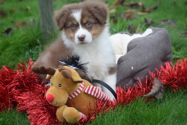 Australische herdershond (reu) 05830