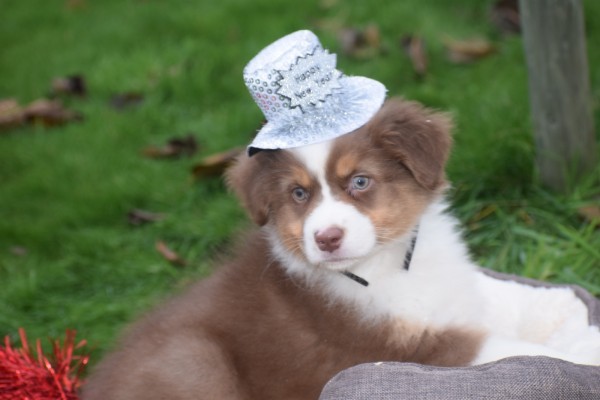 Australische herdershond (reu) 05830