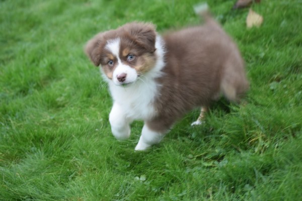 Australische herdershond (reu) 05830