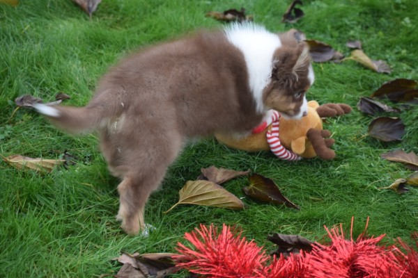 Australische herdershond (reu) 05830