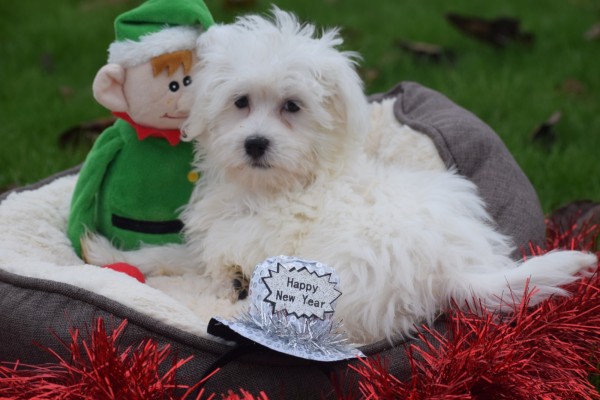 Maltezer (reu) 32193