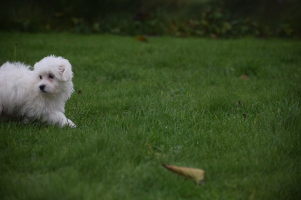 Maltezer (reu) 32193