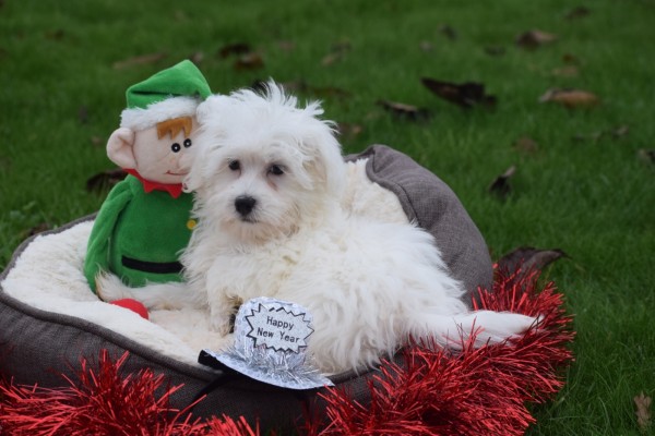 Maltezer (reu) 32193