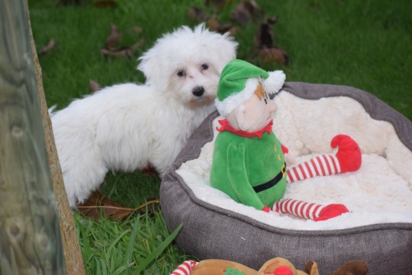 Maltezer (reu) 32101