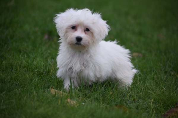 Maltezer (teef) 32223