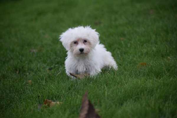 Maltezer (teef) 32223