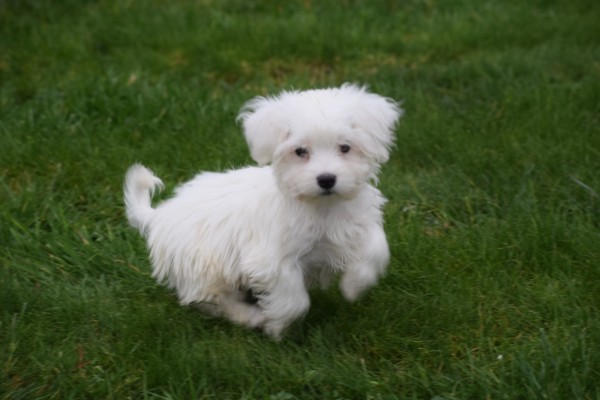 Maltezer (reu) 32192