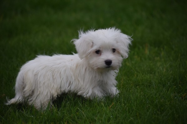 Maltezer (reu) 32192