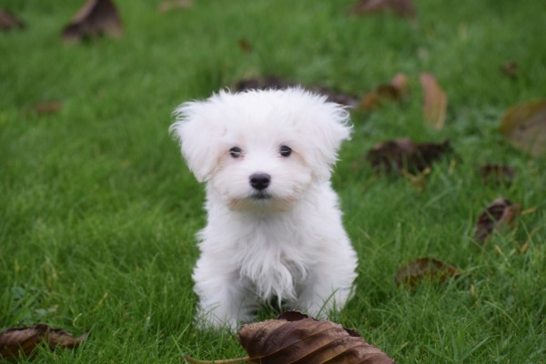 Maltezer (reu) 32192