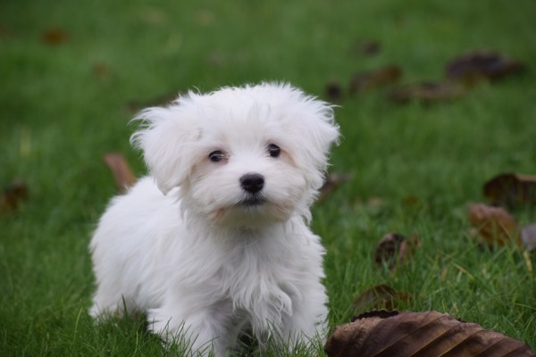 Maltezer (reu) 32192