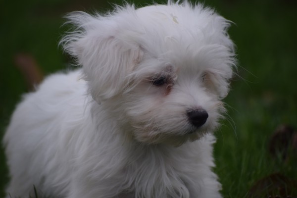 Maltezer (reu) 32192