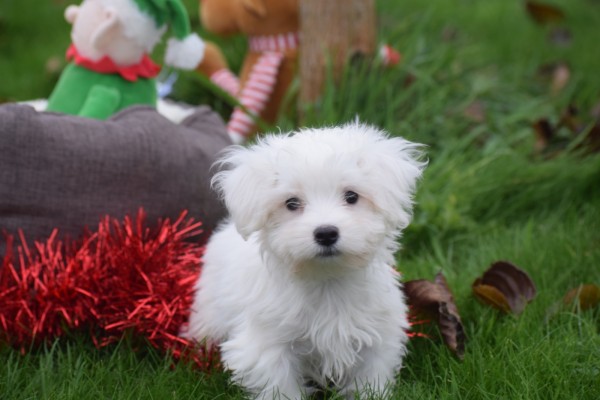 Maltezer (reu) 32192