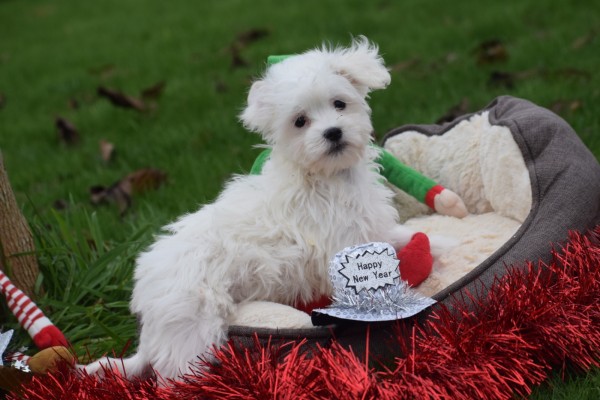 Maltezer (reu) 32213