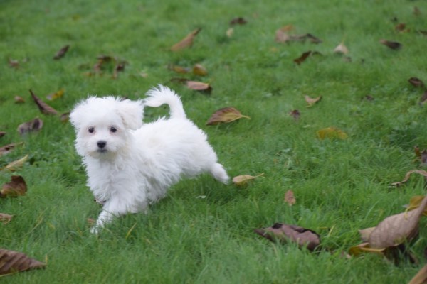 Maltezer (reu) 32213