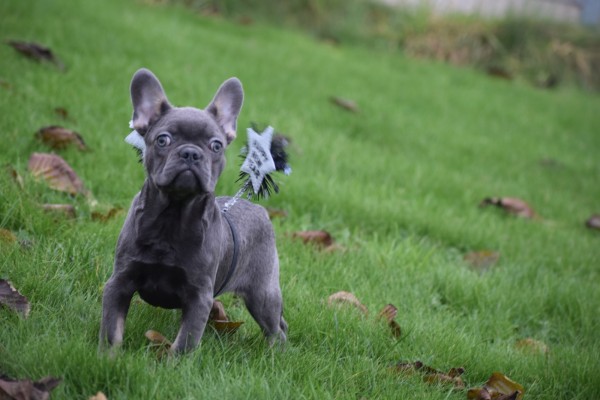 Franse bulldog (reu) 30437