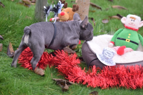 Franse bulldog (reu) 30437