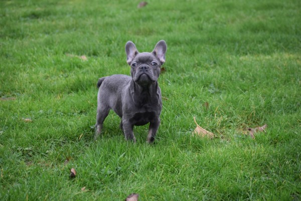 Franse bulldog (reu) 30437