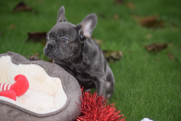 Franse bulldog (reu) 30437