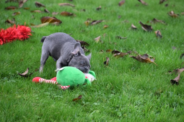 Franse bulldog (reu) 30437