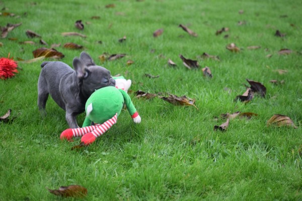 Franse bulldog (reu) 30437