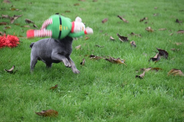 Franse bulldog (reu) 30437