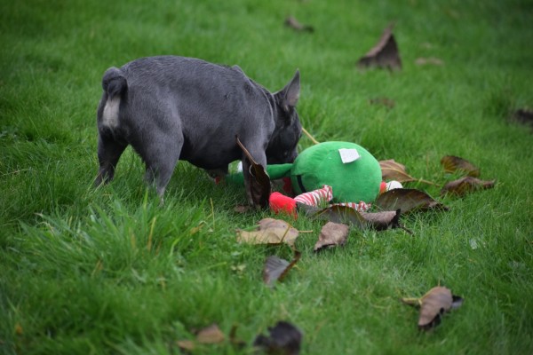 Franse bulldog (reu) 30437