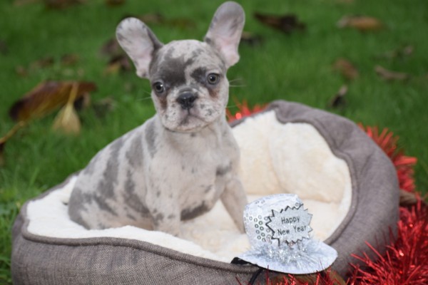 Franse bulldog (reu) 30433