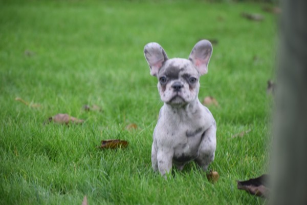 Franse bulldog (reu) 30433