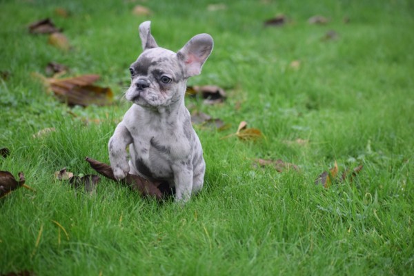 Franse bulldog (reu) 30433