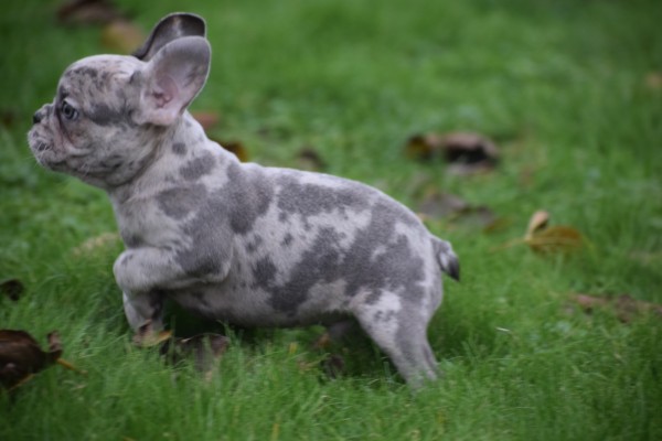 Franse bulldog (reu) 30433