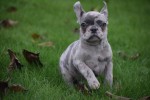 Franse bulldog (reu) 30433