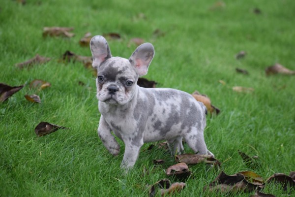 Franse bulldog (reu) 30433