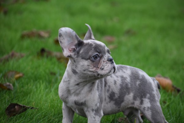 Franse bulldog (reu) 30433