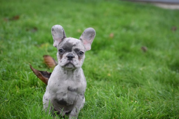 Franse bulldog (reu) 30433